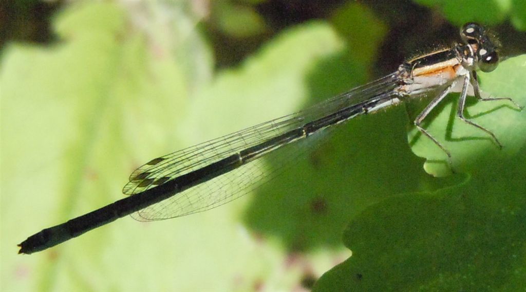 Ischnura elegans?